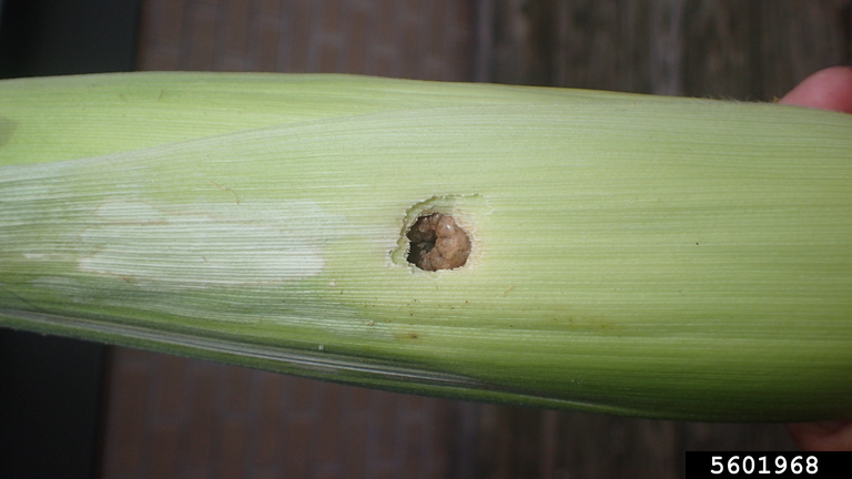 A western bean cutworm cutworm in a hole it bore in an ear of corn.